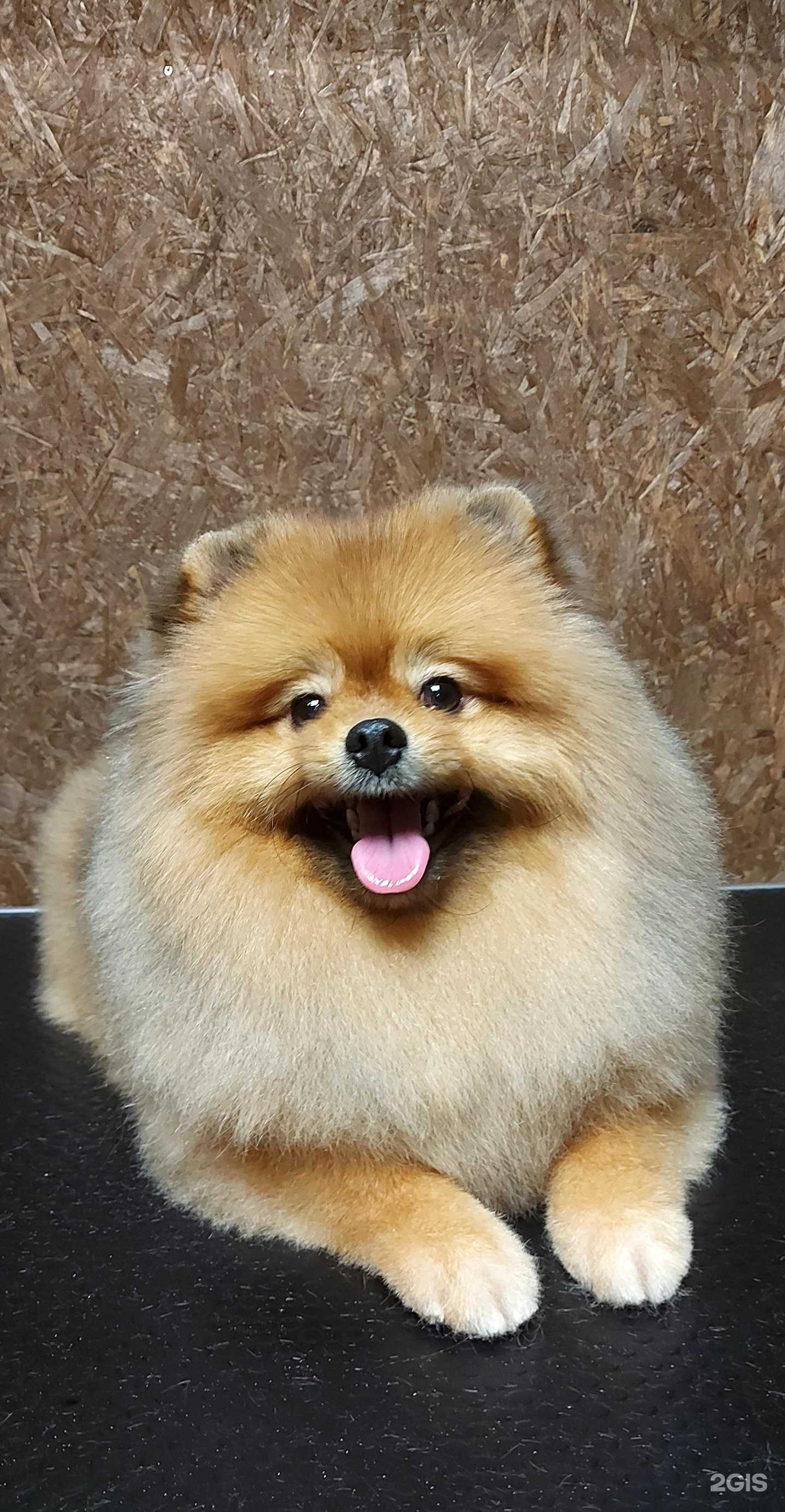 Отзывы на компанию ПушокДружок в г. Курск c фото