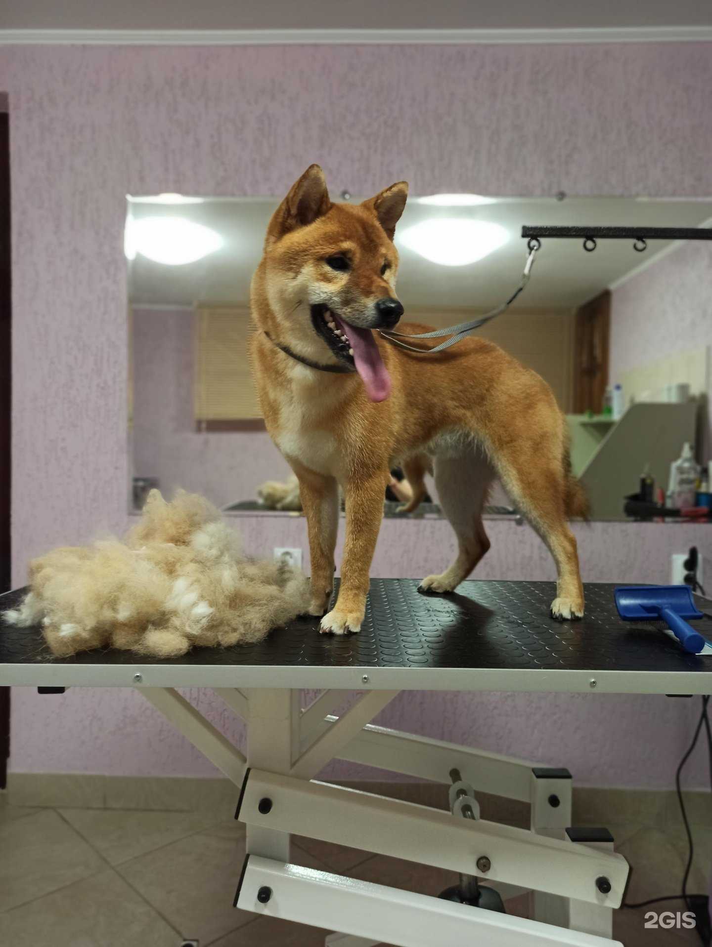 Отзывы на компанию StiliMili в Волгограде c фото