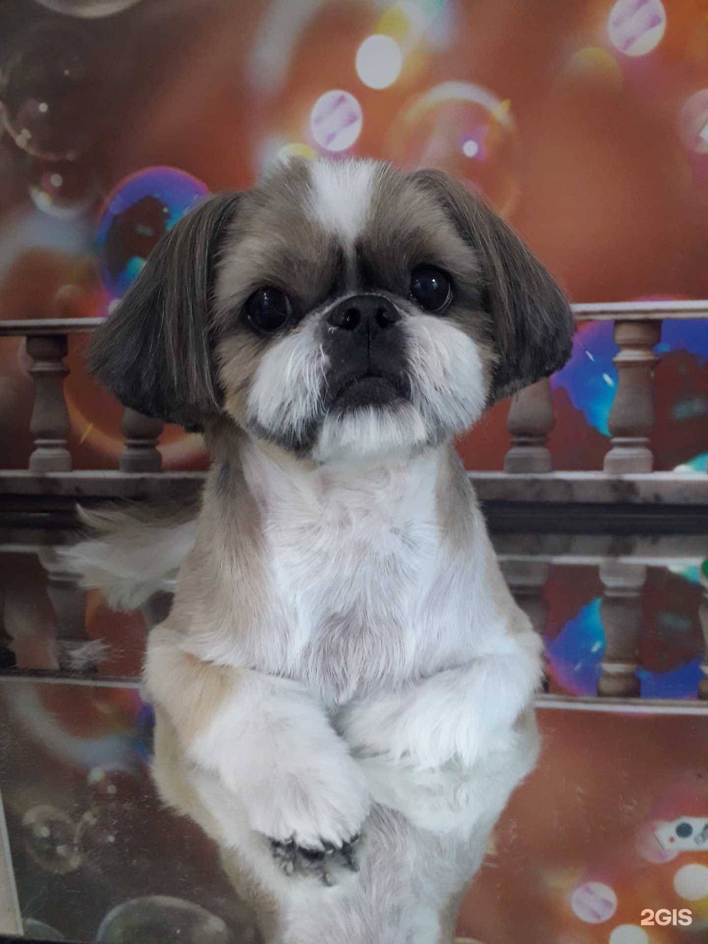 Отзывы на компанию Овация в г. Искитим c фото