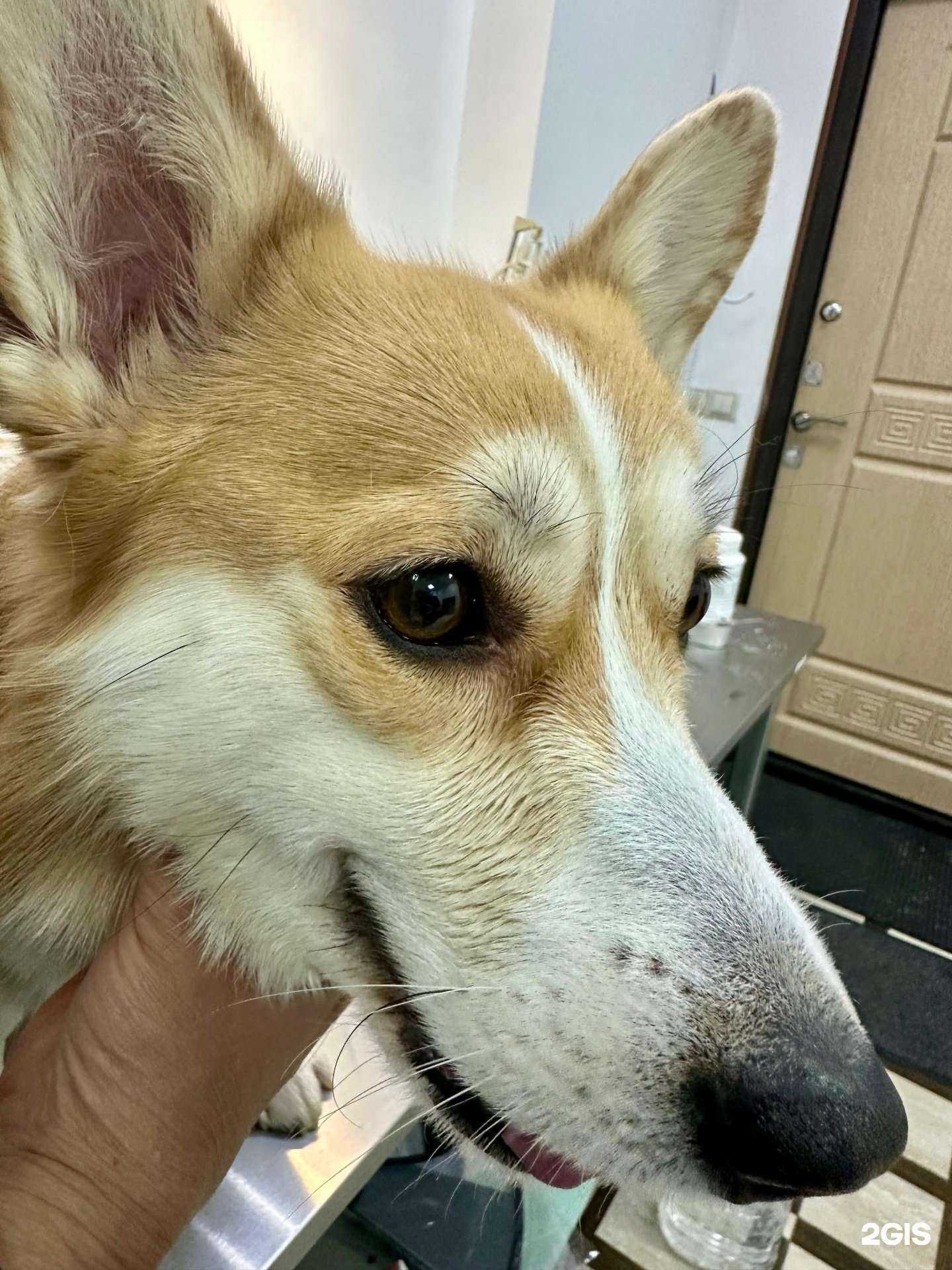 Отзывы на компанию DogVet в г. Балашиха c фото