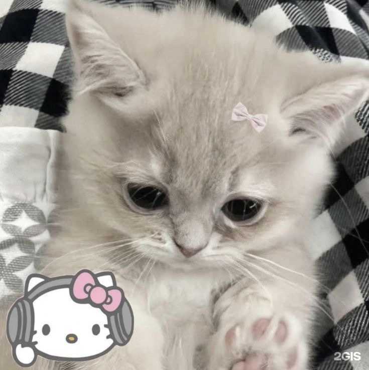 Отзывы на компанию Самокат в г. Курск c фото