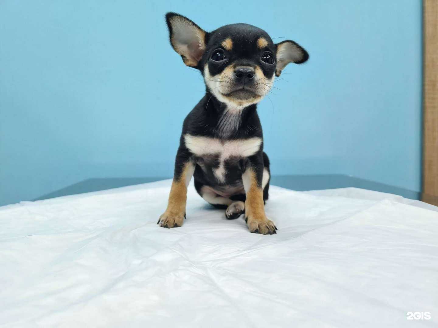 Отзывы на компанию Четыре лапки в Сургуте c фото