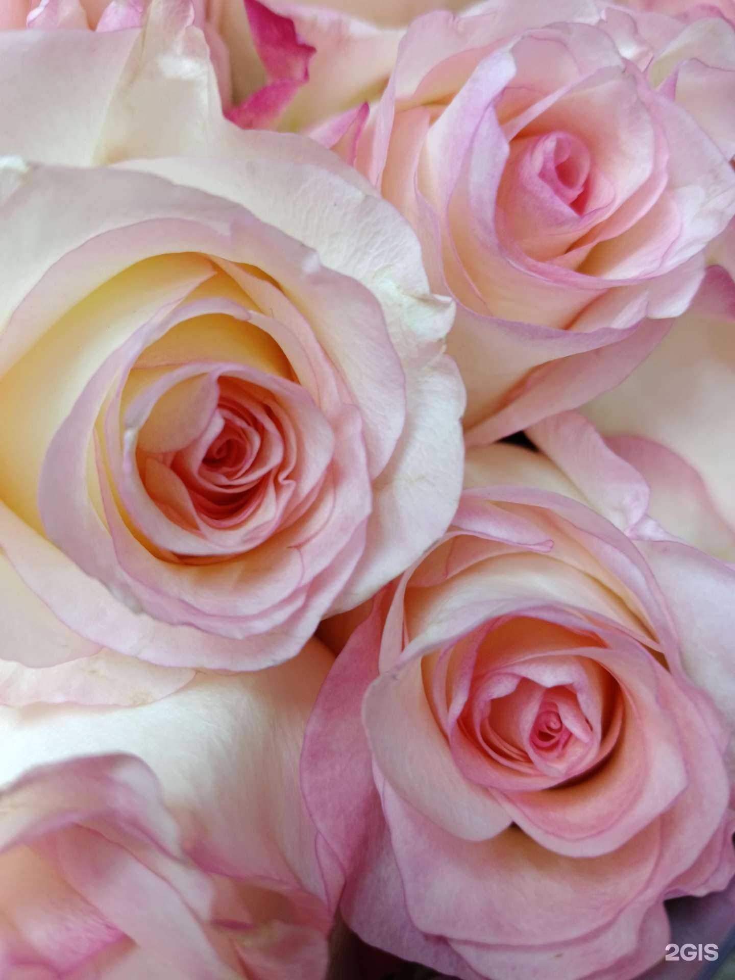 Отзывы на компанию Магазин цветов в Подольске c фото