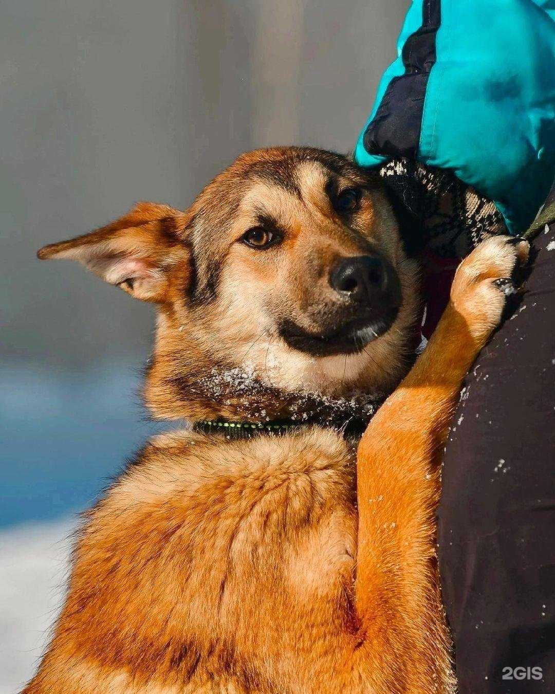Отзывы на компанию Служба по обращению с животными без владельцев в г. Пермь c фото