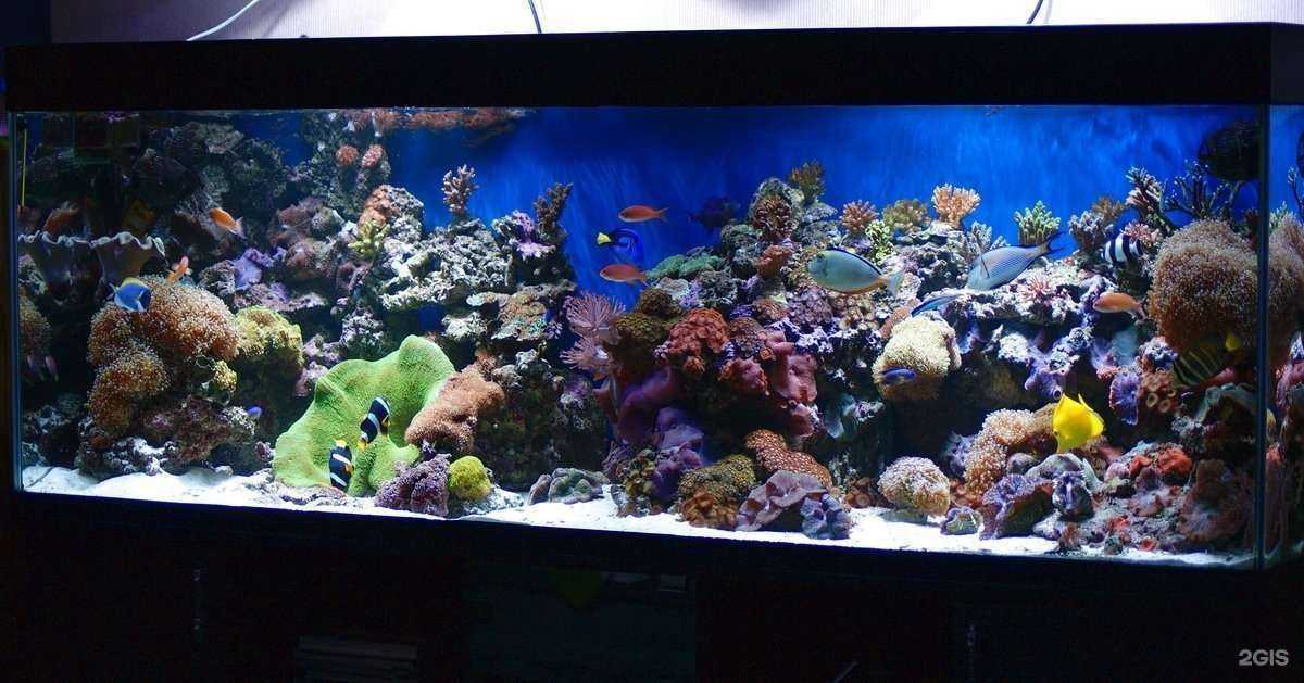 Отзывы на компанию Зоомания34 в г. Волгоград c фото