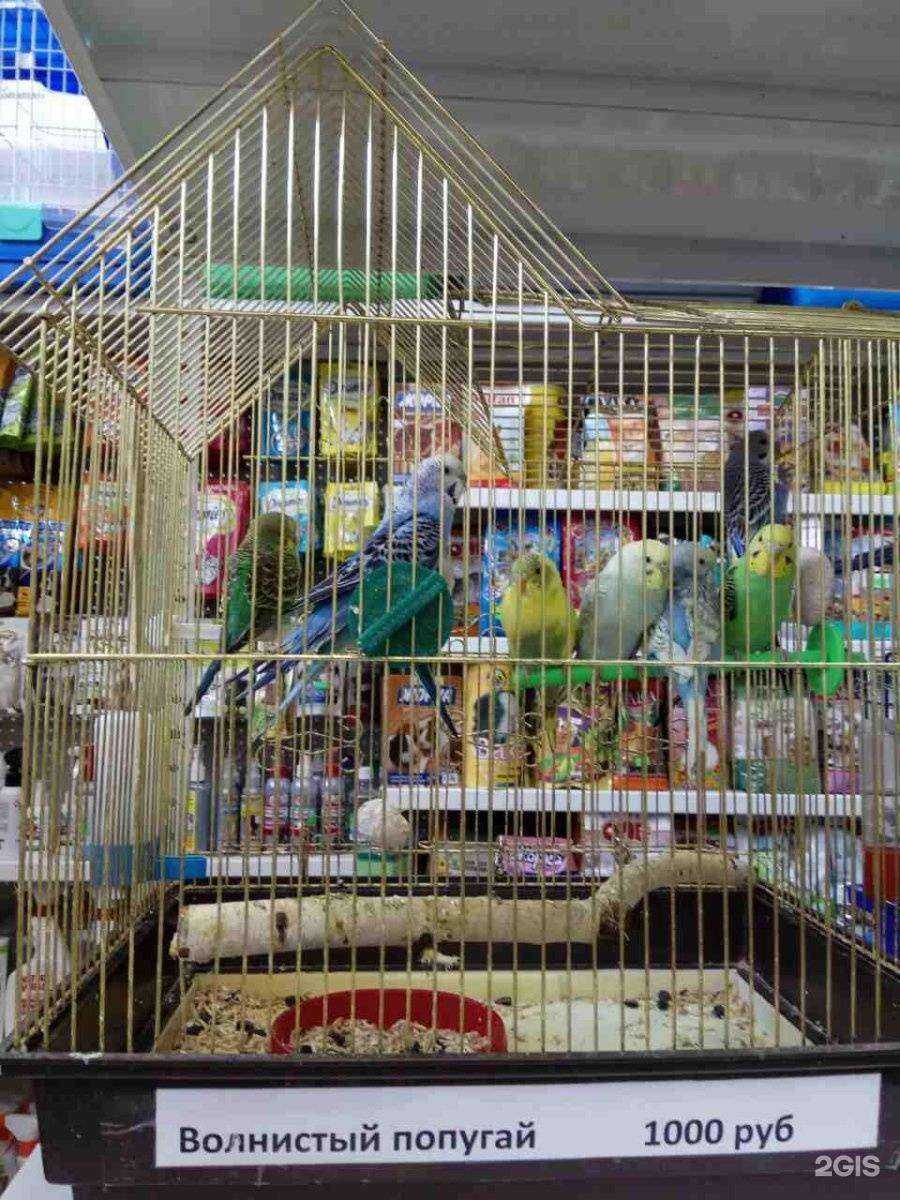 Отзывы на компанию Собачье сердце в Тюмени c фото