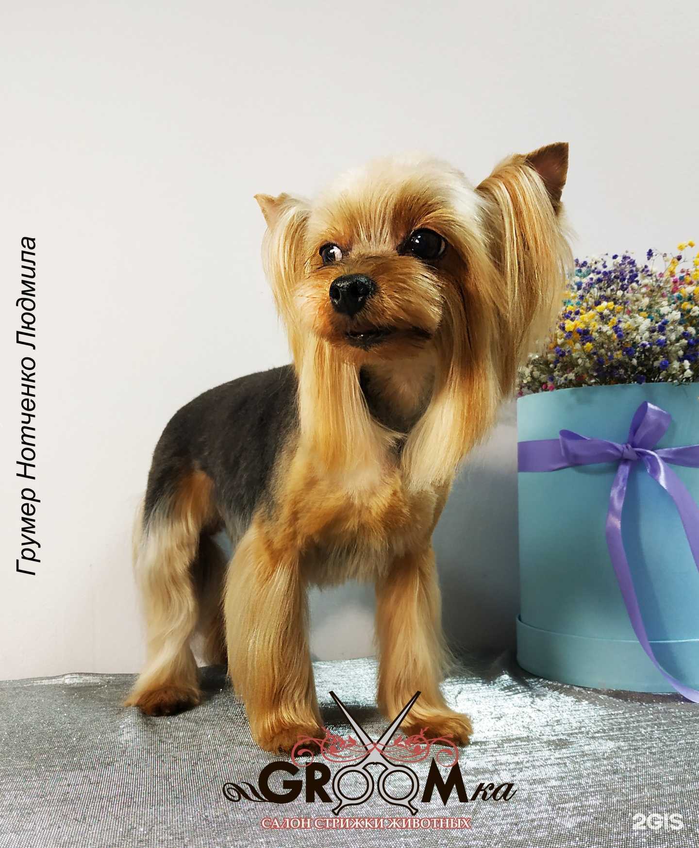 Отзывы на компанию Groomka в г. Воронеж c фото