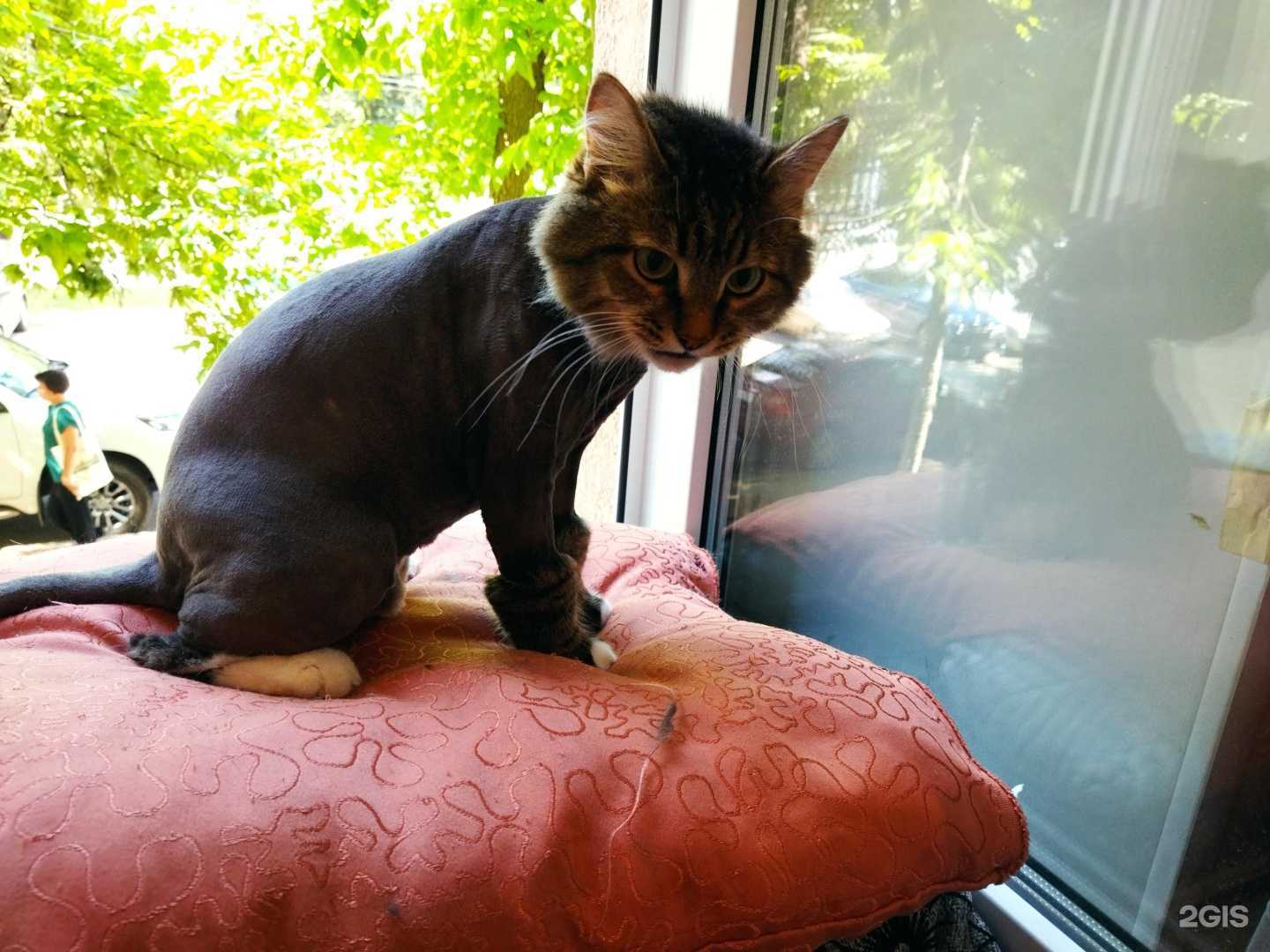 Отзывы на компанию Груминг-салон в г. Уфа c фото