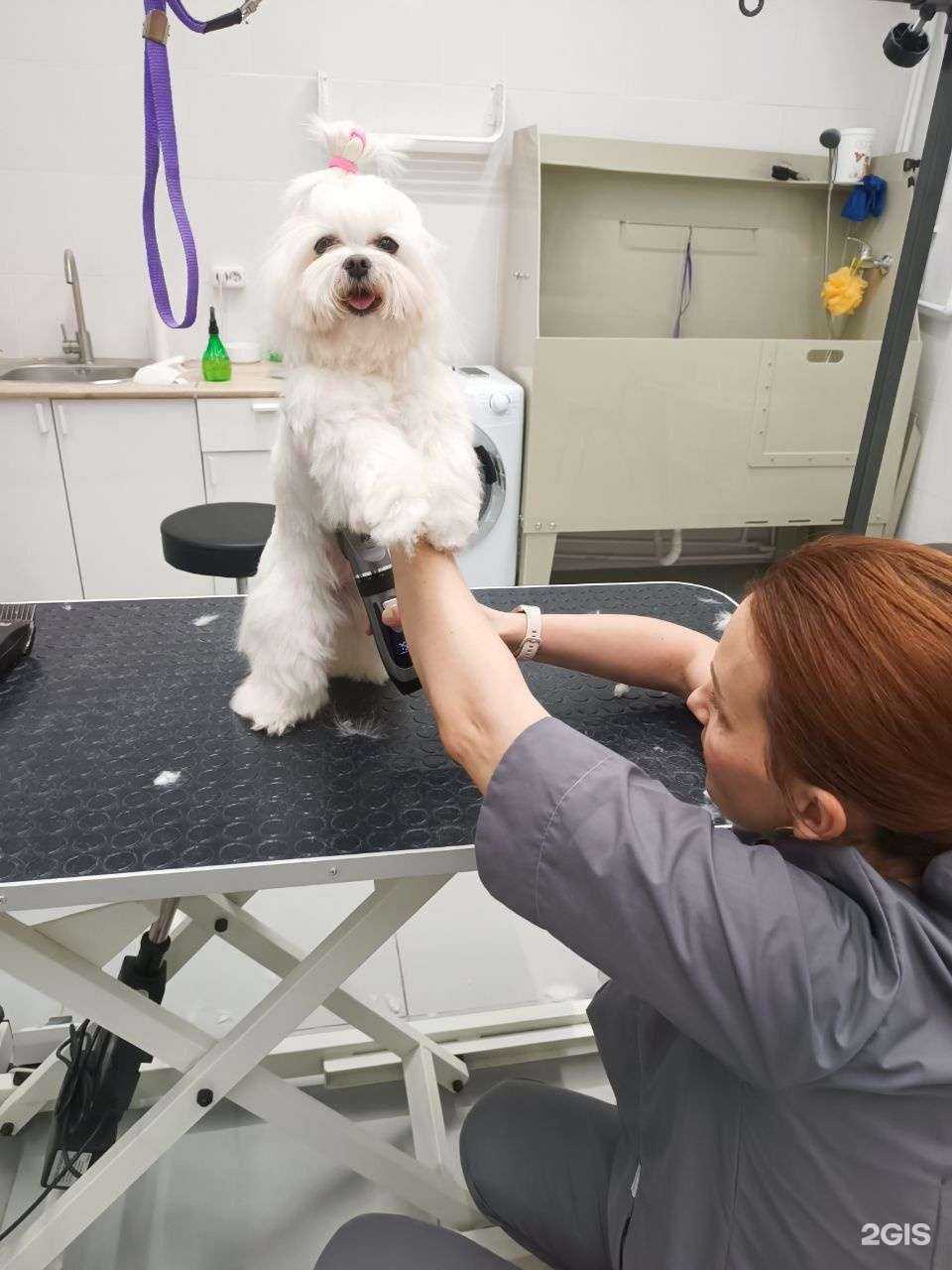 Отзывы на компанию Четыре лапы в Долгопрудном c фото