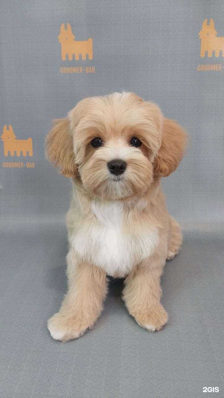 Отзывы на компанию Groomer Bar в г. Ростов-на-Дону c фото