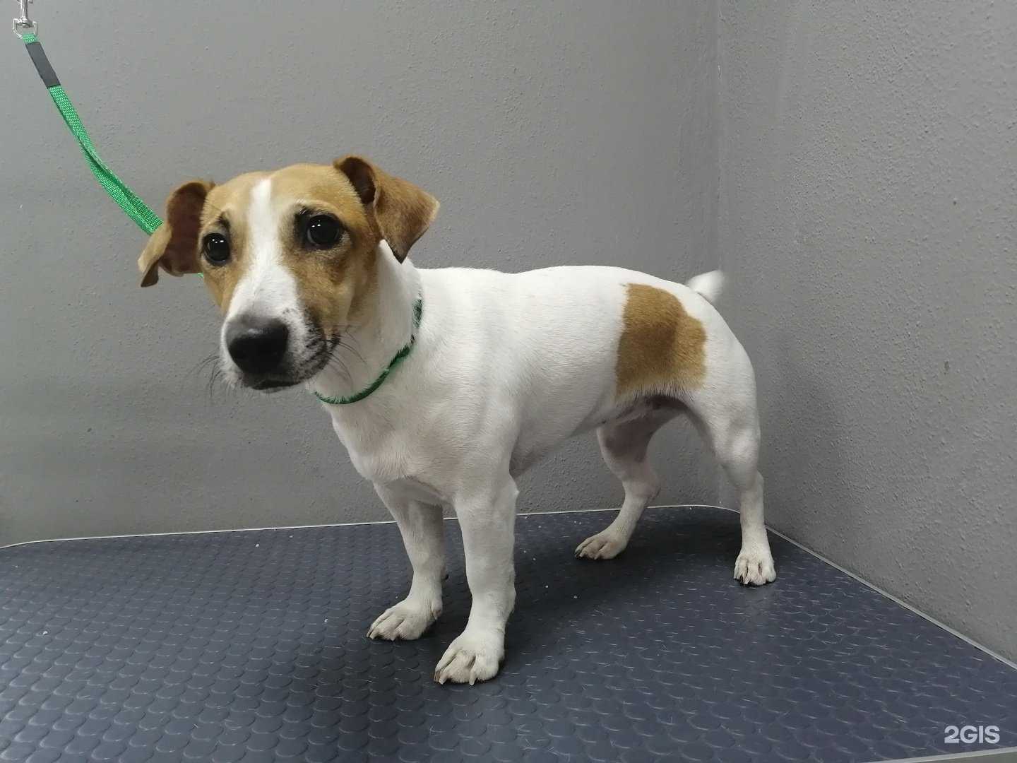 Отзывы на компанию Groomking в г. Оренбург c фото