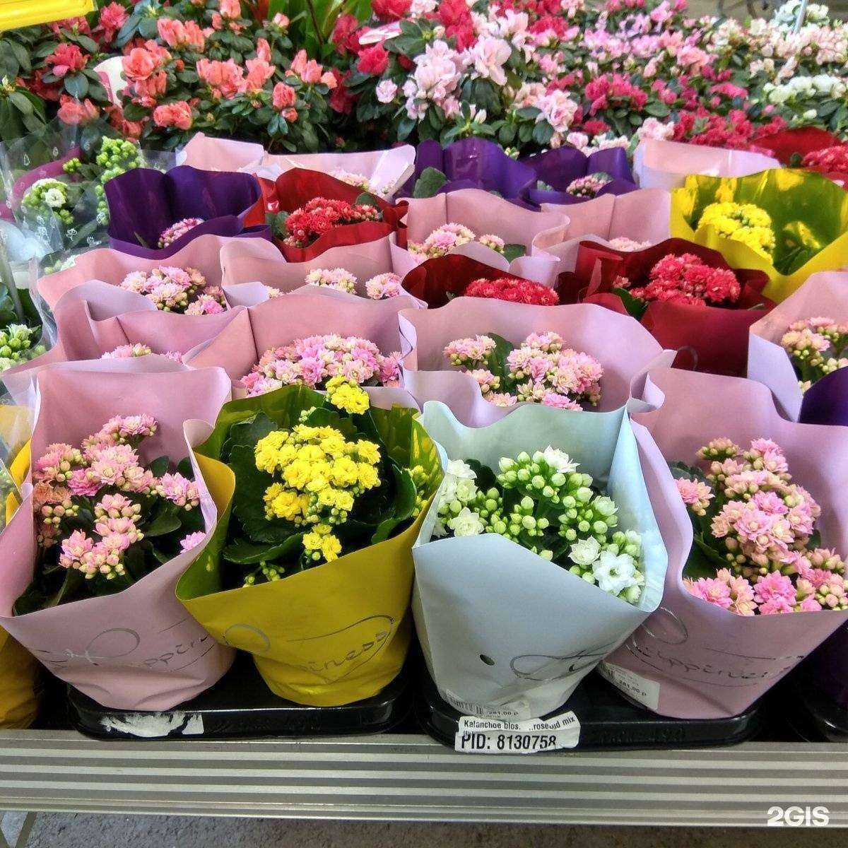 Отзывы на компанию Мир Цветов в Ставрополе c фото