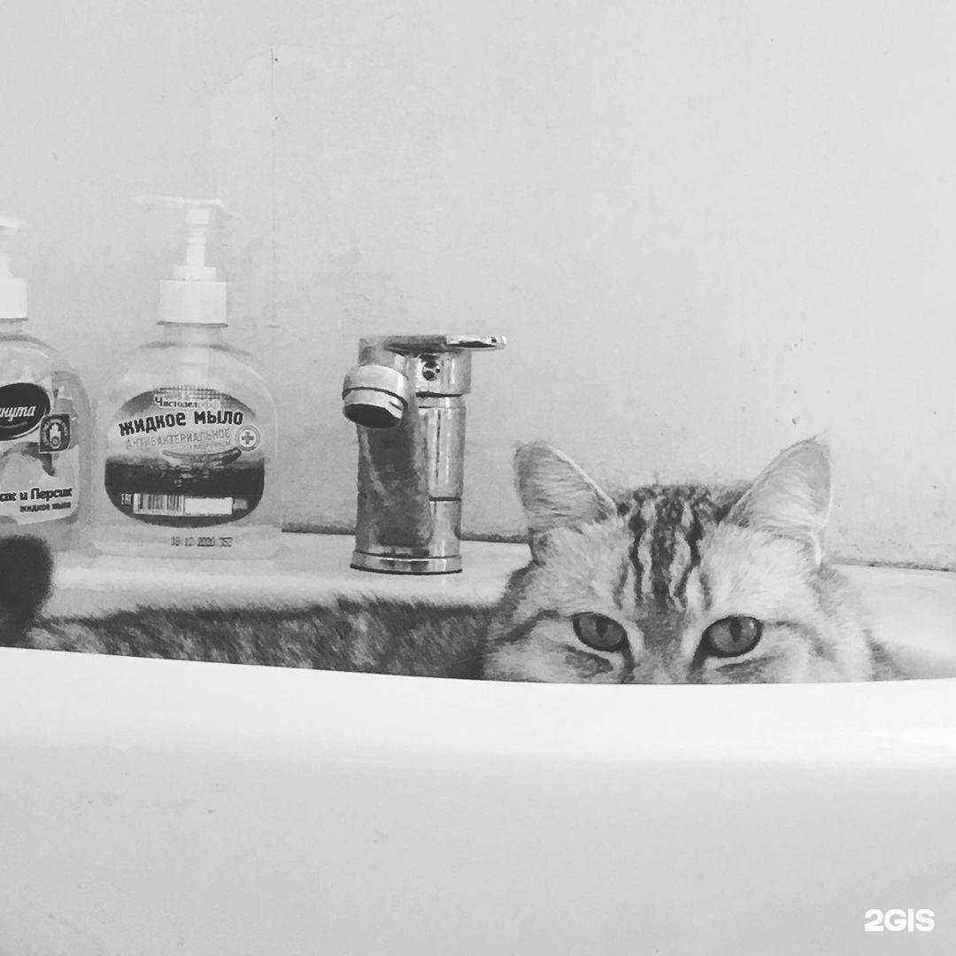 Отзывы на компанию Заволжская ветеринарная лечебница в г. Ульяновск c фото