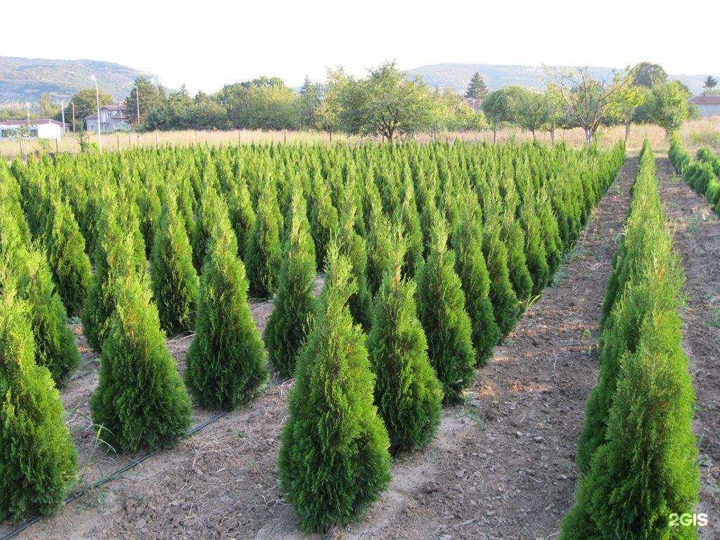 Отзывы на компанию Грин в г. Химки c фото