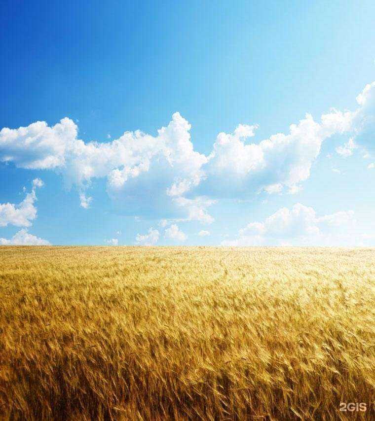 Отзывы на компанию Алтайский бройлер в г. Бийск c фото