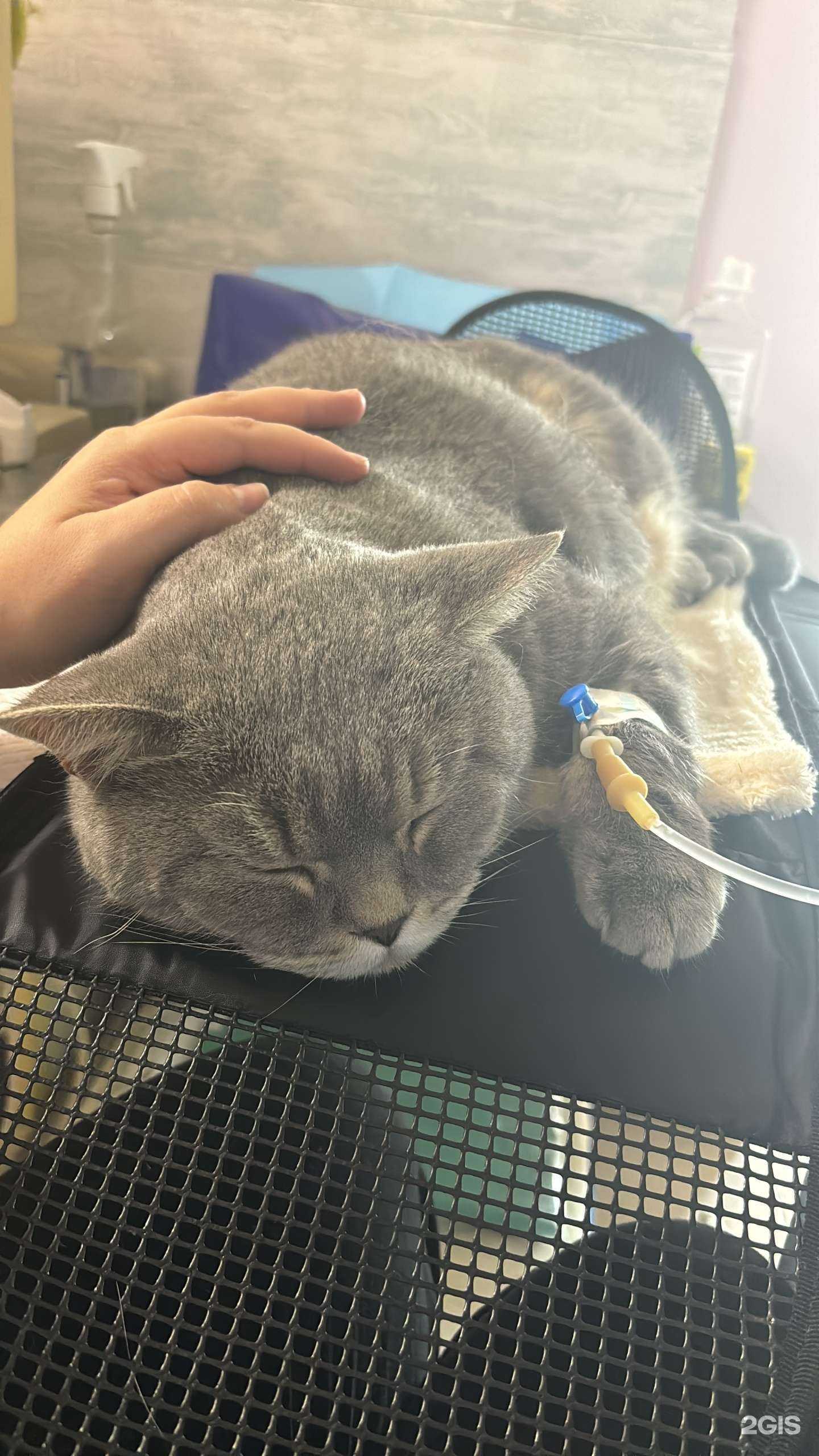 Отзывы на компанию Пушок в Красноярске c фото