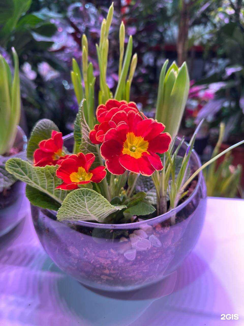 Отзывы на компанию Neo flora plants в Воронеже c фото