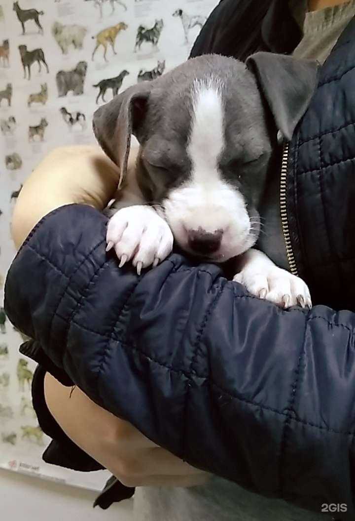 Отзывы на компанию Балто в Калининграде c фото