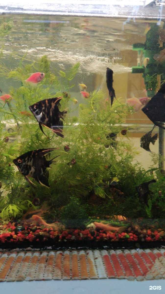 Отзывы на компанию Зоомагазин в г. Набережные Челны c фото