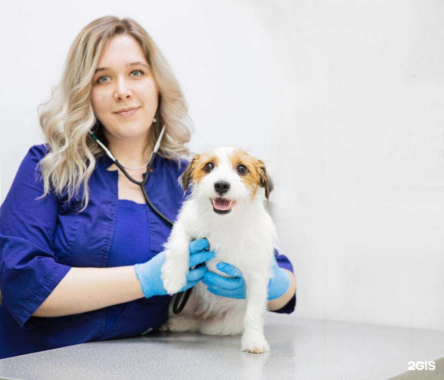 Отзывы на компанию DogMas в Перми c фото