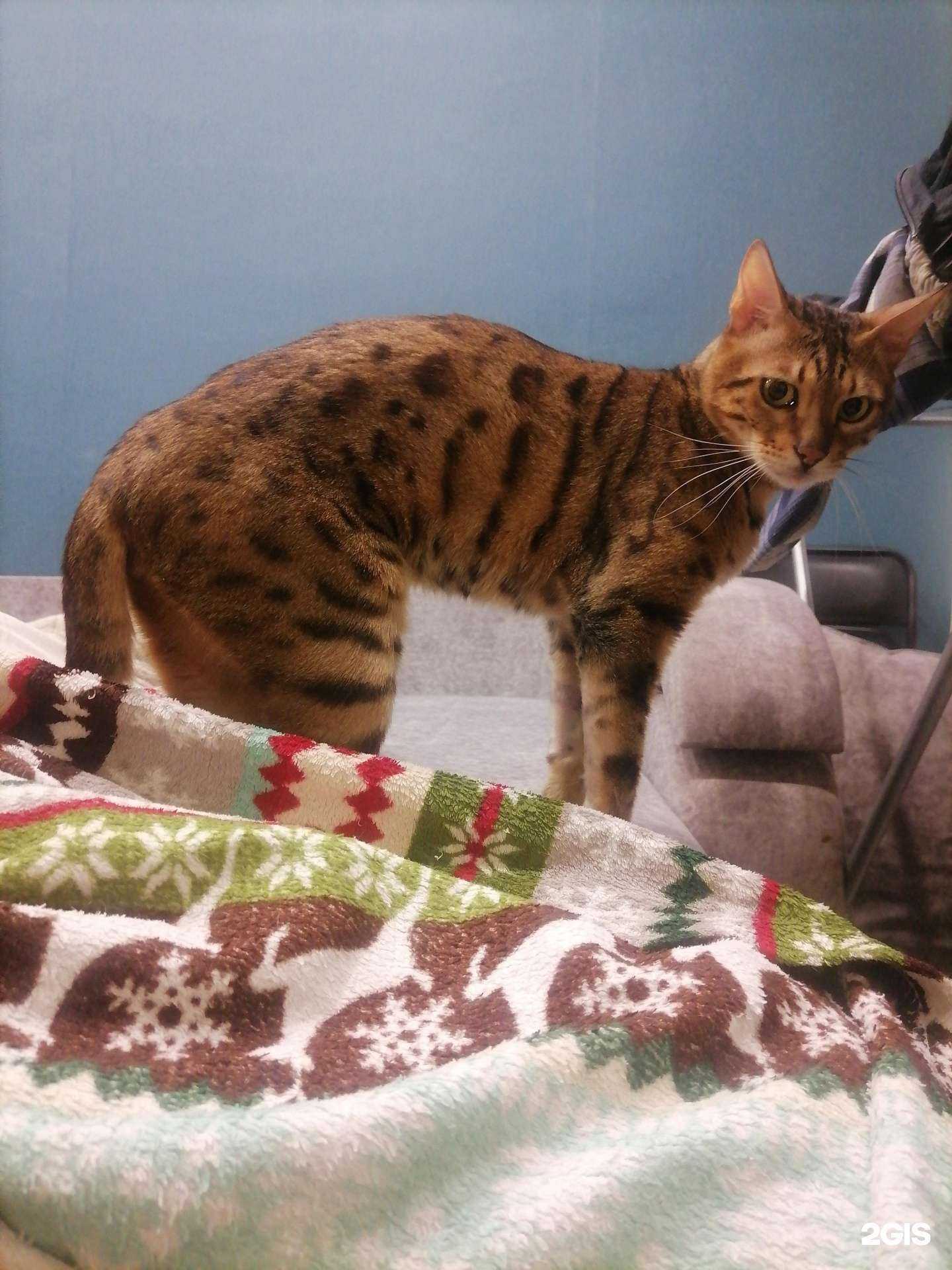 Отзывы на компанию Улан-Удэнская городская станция по борьбе с болезнями животных в г. Улан-Удэ c фото