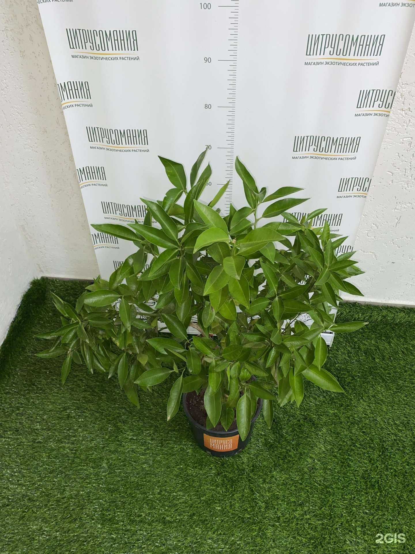 Отзывы на компанию Цитрусомания в Омске c фото