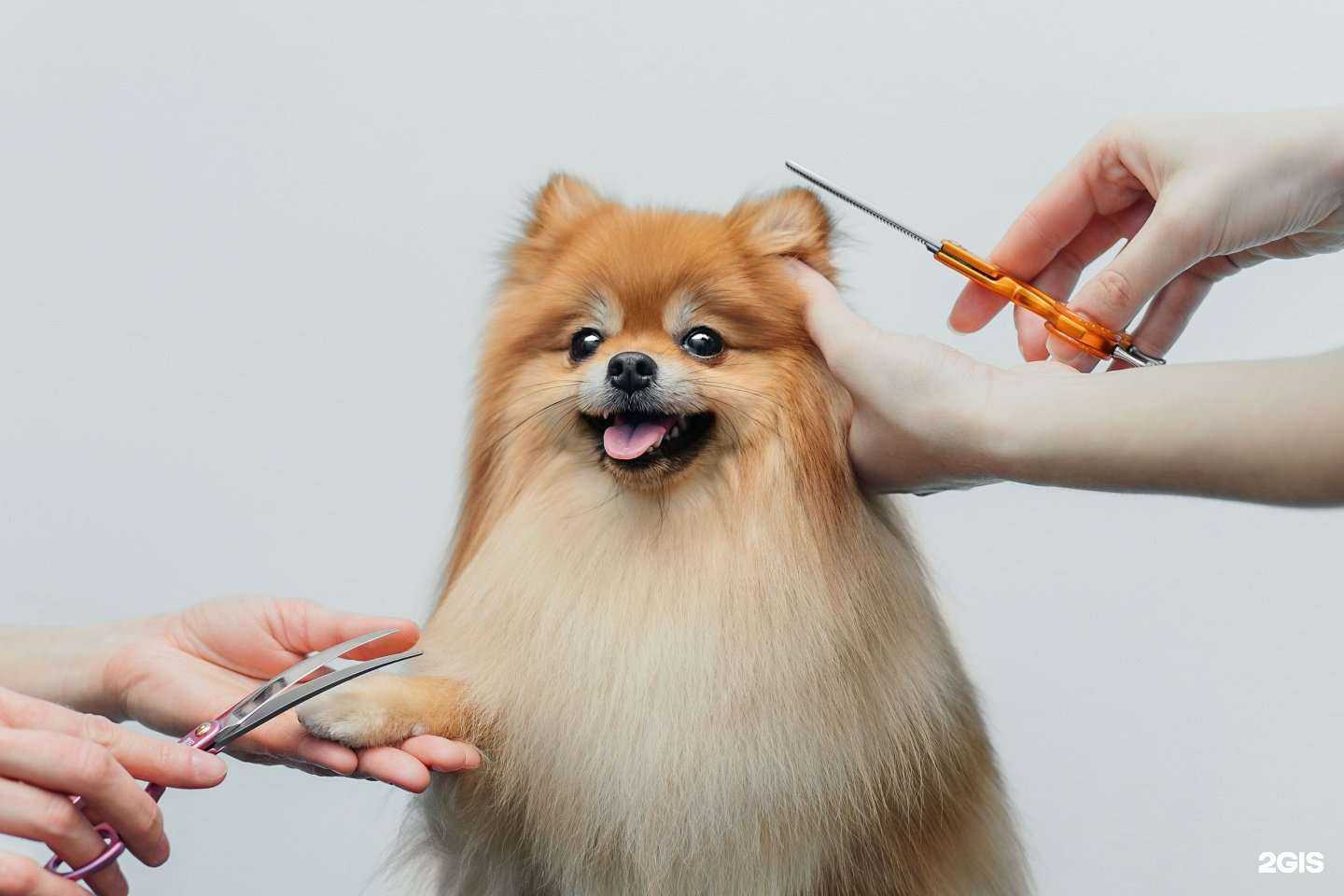 Отзывы на компанию Шерсть в Красноярске c фото