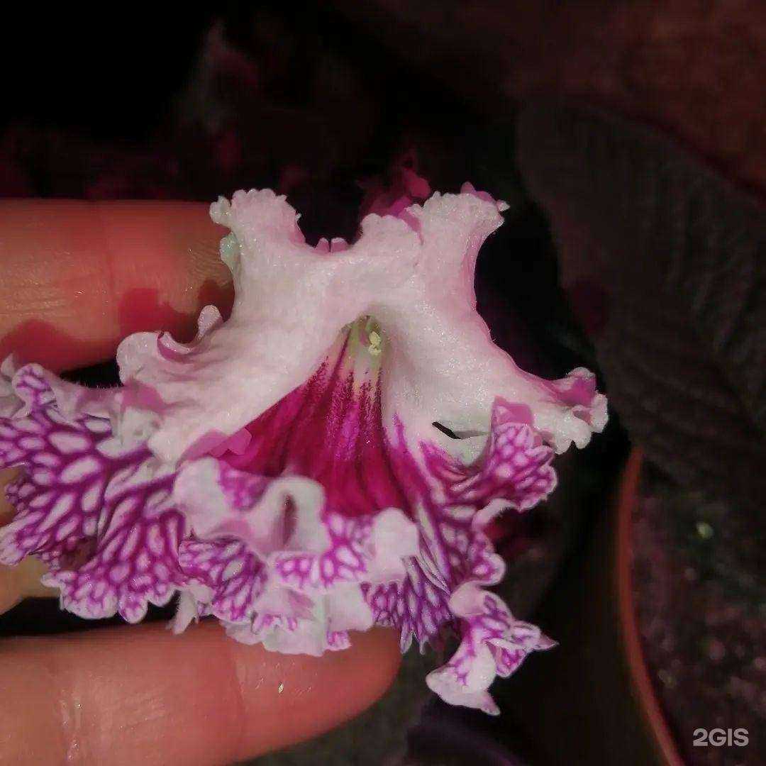 Отзывы на компанию Магазин по продаже комнатных цветов в г. Дегтярск c фото