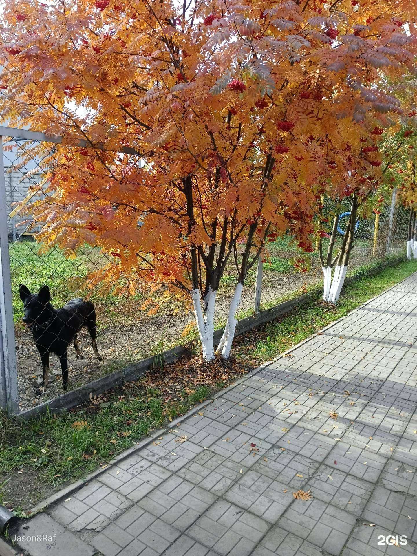 Отзывы на компанию Питомник служебного собаководства в Барнауле c фото