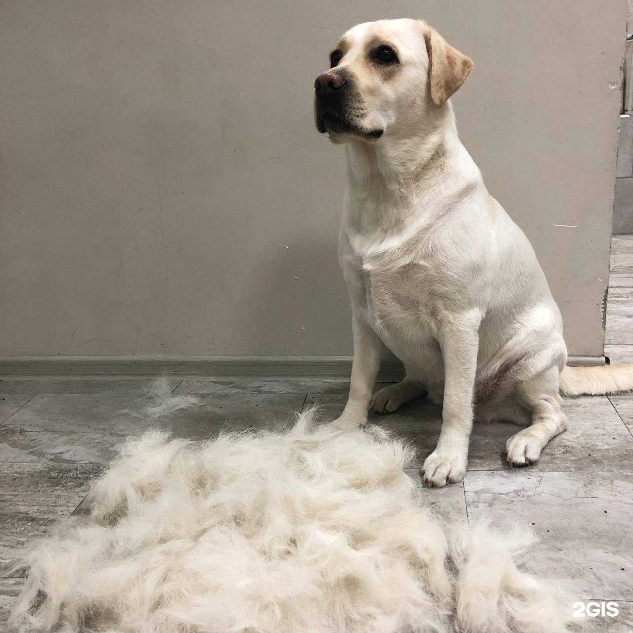 Отзывы на компанию Animals life в Калининграде c фото