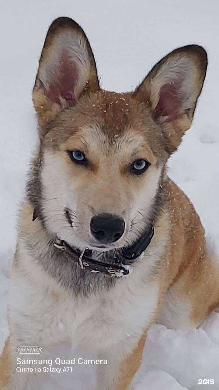 Отзывы на компанию Пёсофф а в Старой Купавне c фото