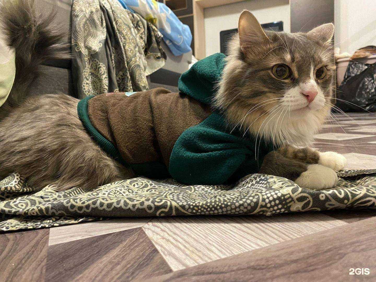 Отзывы на компанию Добрый Айболит в г. Тюмень c фото