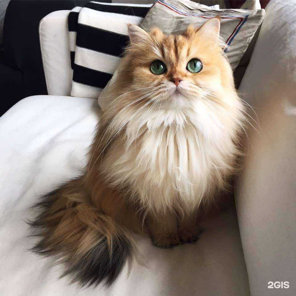 Отзывы на компанию Адвокатский кабинет Хупсергенова Х.М. в Баксане c фото