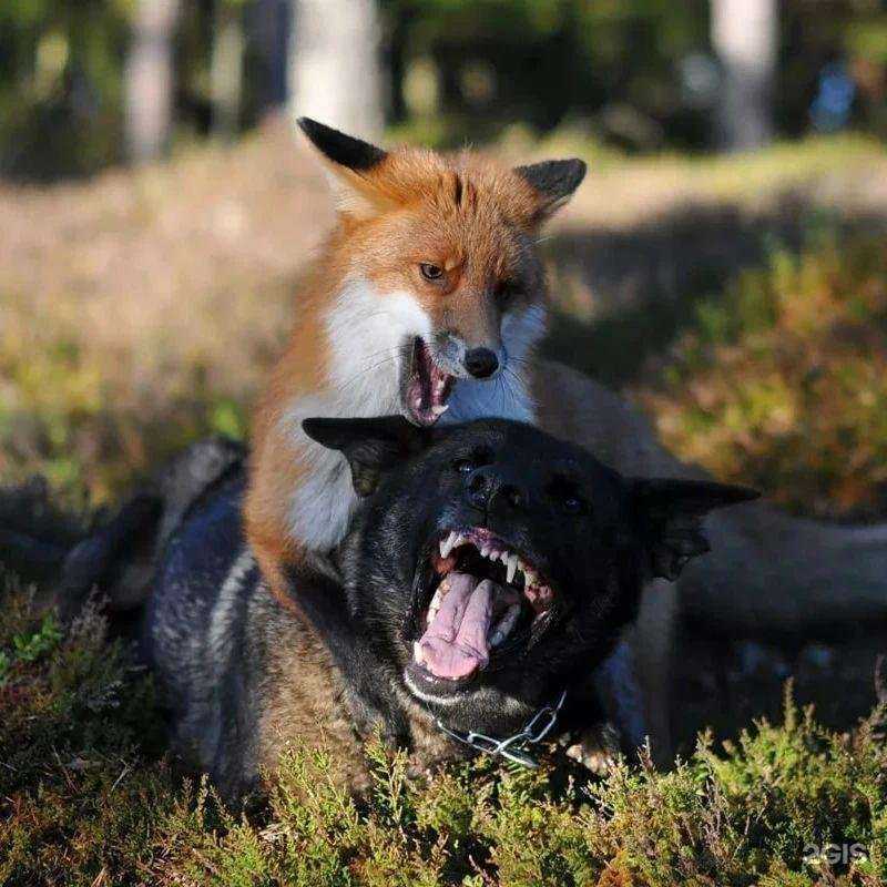 Отзывы на компанию Окружной центр ветеринарии в г. Новый Уренгой c фото