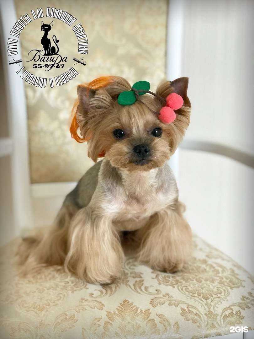 Отзывы на компанию Багира в Сыктывкаре c фото