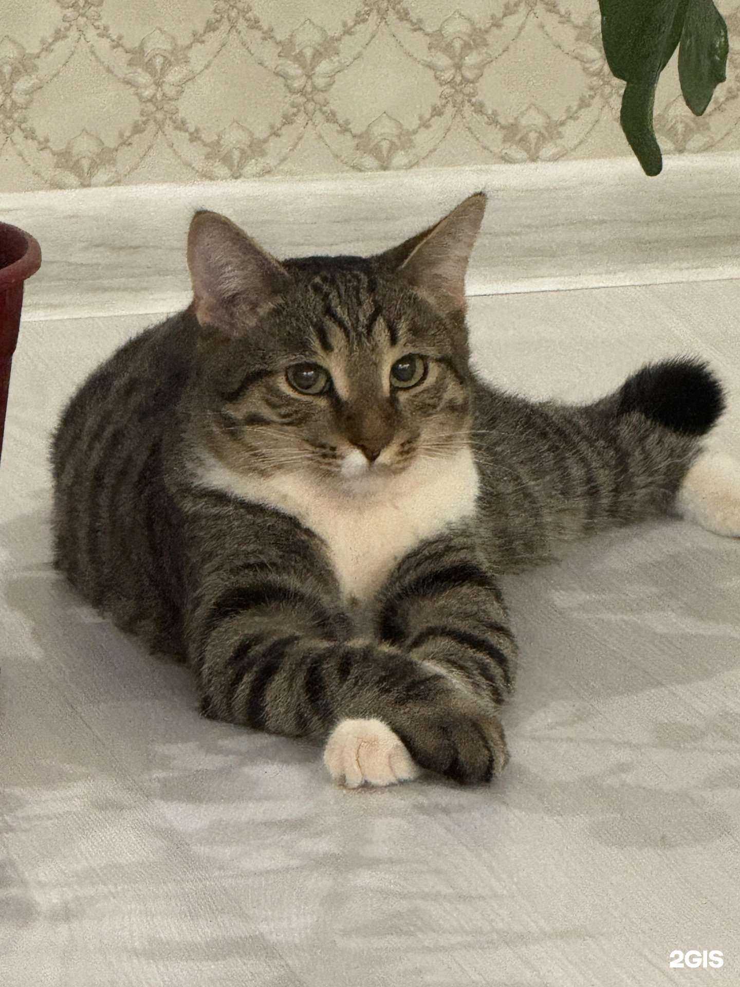 Отзывы на компанию Well Vet в г. Набережные Челны c фото