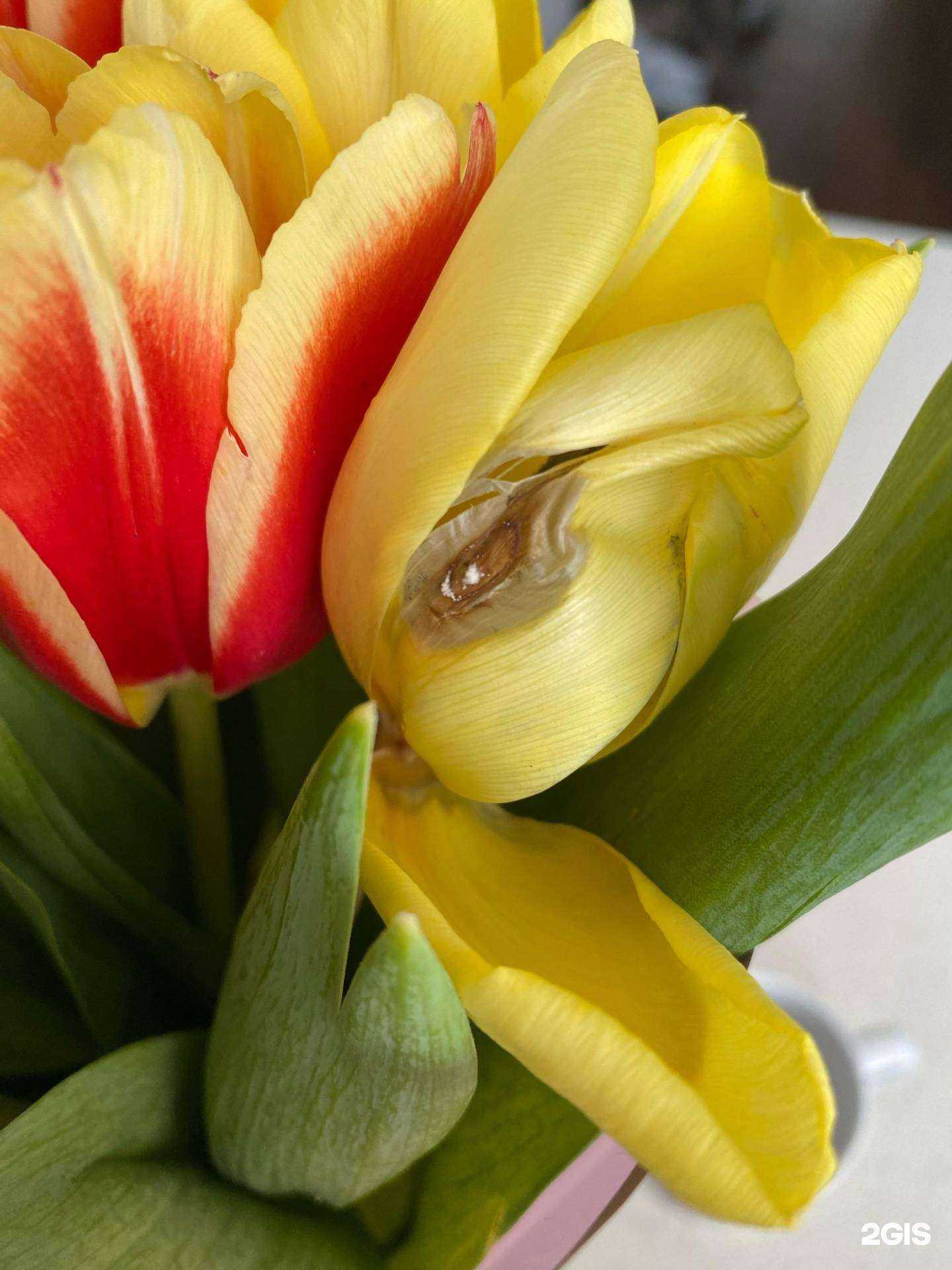 Отзывы на компанию Mary в г. Комсомольск-на-Амуре c фото