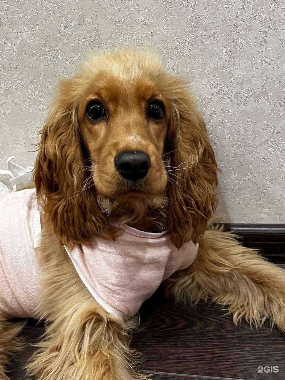 Отзывы на компанию Ветклиника Оксаны Гиря в г. Тюмень c фото