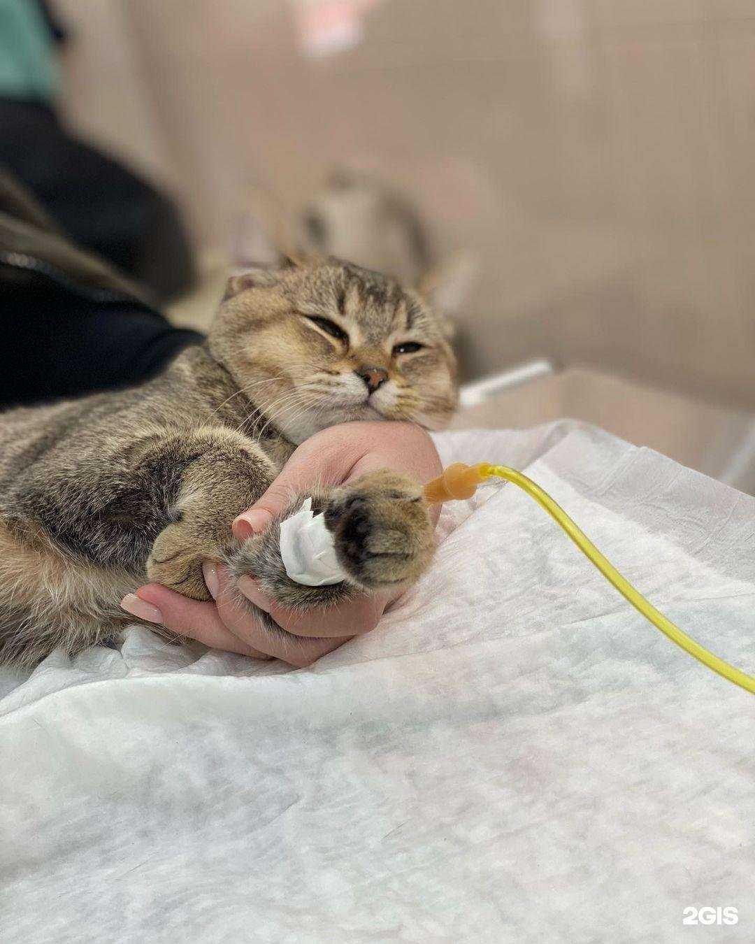 Отзывы на компанию Ветеринарный кабинет в г. Махачкала c фото