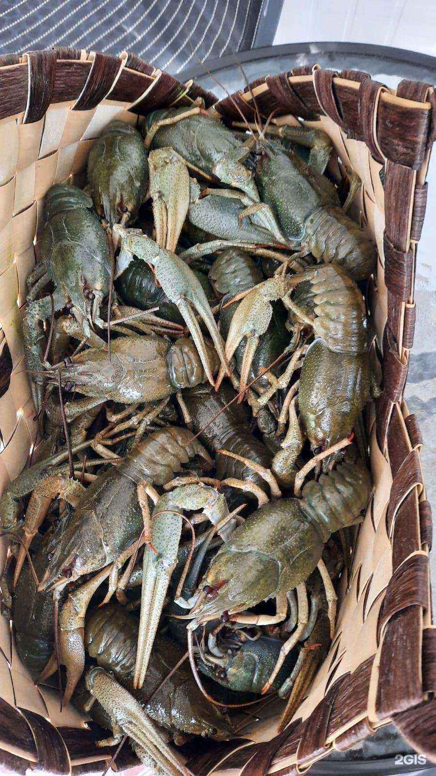 Отзывы на компанию Компания по продаже раков в Оренбурге c фото