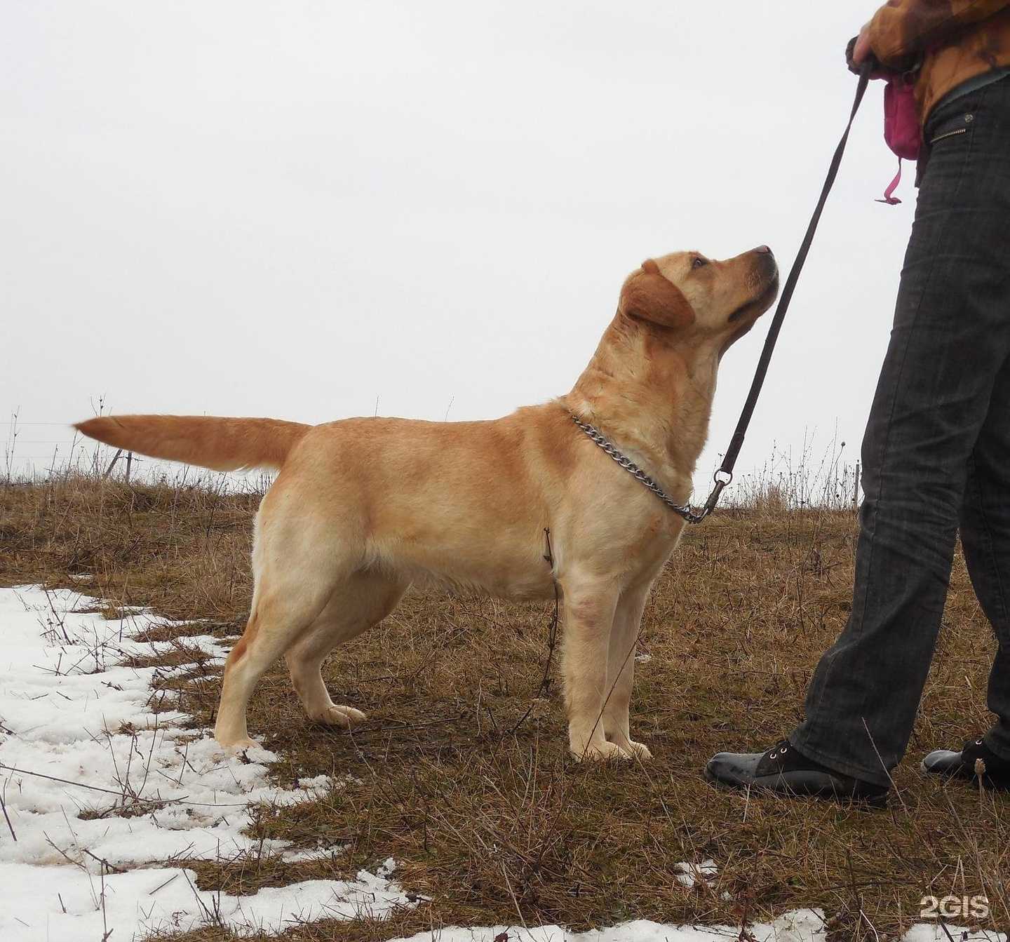 Отзывы на компанию Агрозооцентр Велес, зоомагазин в г. Железногорск c фото
