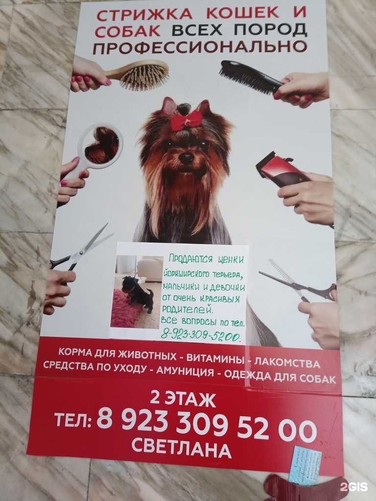 Отзывы на компанию Студия груминга в Ачинске c фото