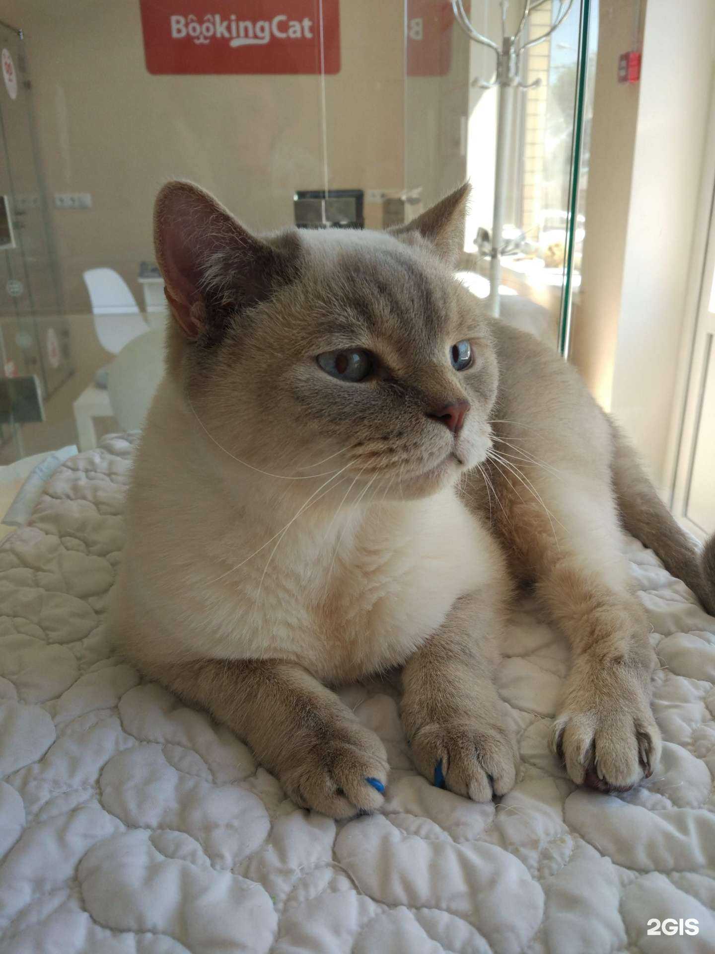 Отзывы на компанию Bookingcat в Ставрополе c фото