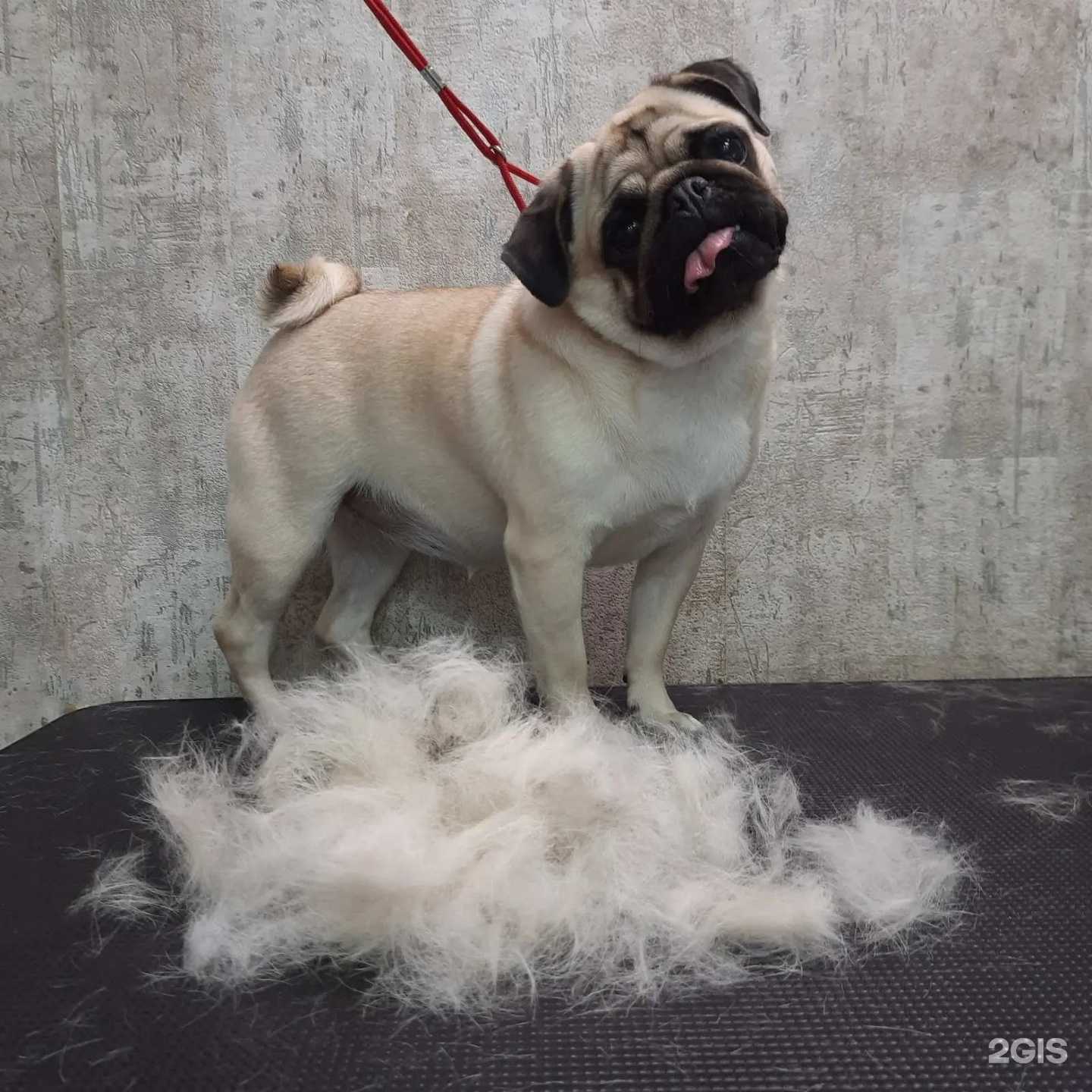 Отзывы на компанию ZooRooM в Челябинске c фото