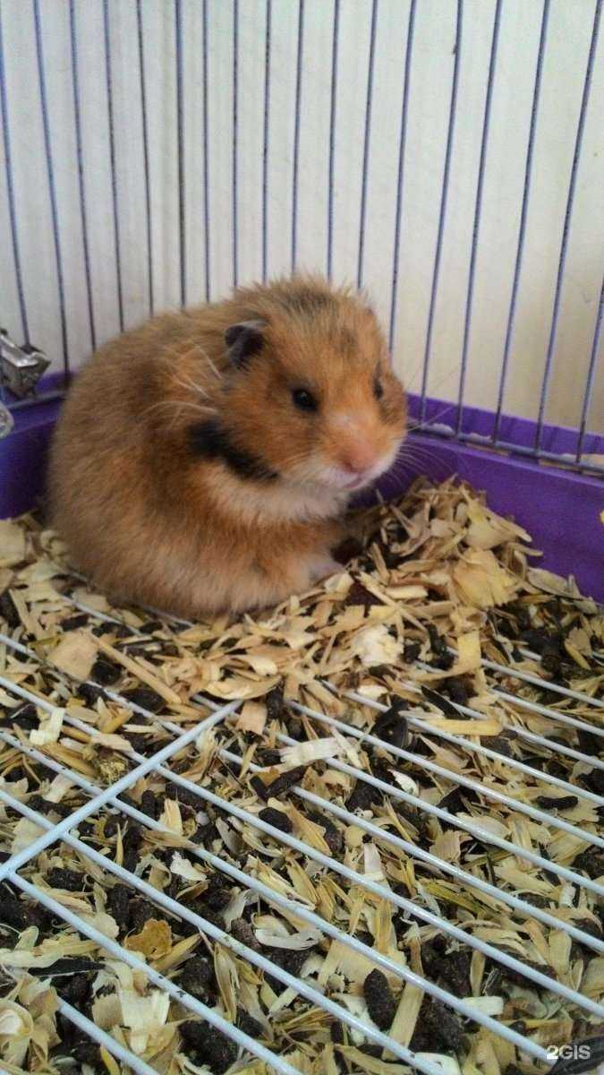 Отзывы на компанию 101 далматинец в Ставрополе c фото