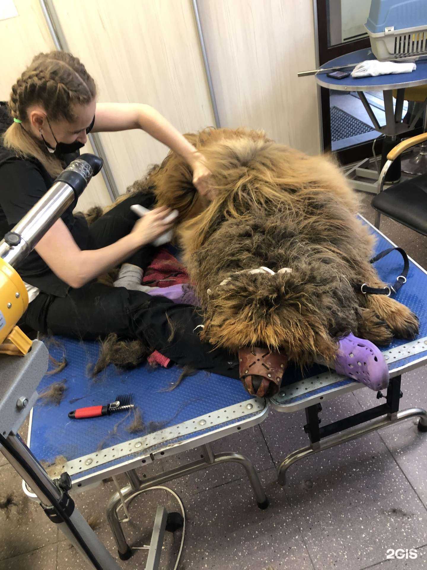 Отзывы на компанию Мистер пёс в г. Хабаровск c фото