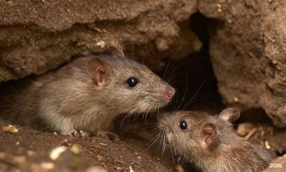 Отзывы на компанию ДезМера в г. Уфа c фото