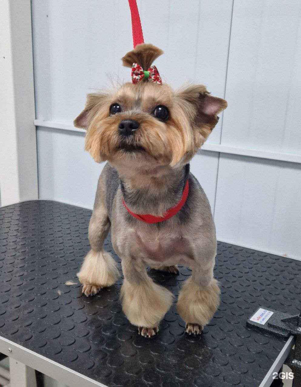 Отзывы на компанию Багира в г. Калининград c фото