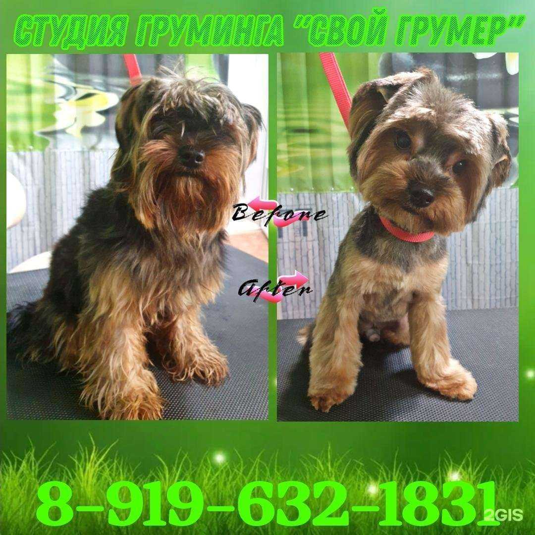 Отзывы на компанию Свой грумер в г. Казань c фото