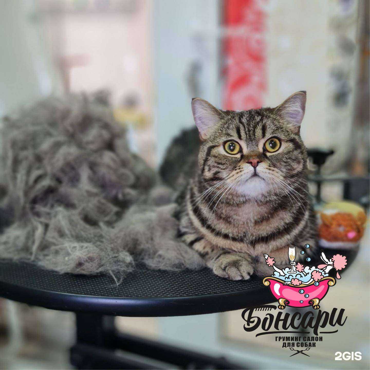 Отзывы на компанию Бонсари в г. Воронеж c фото